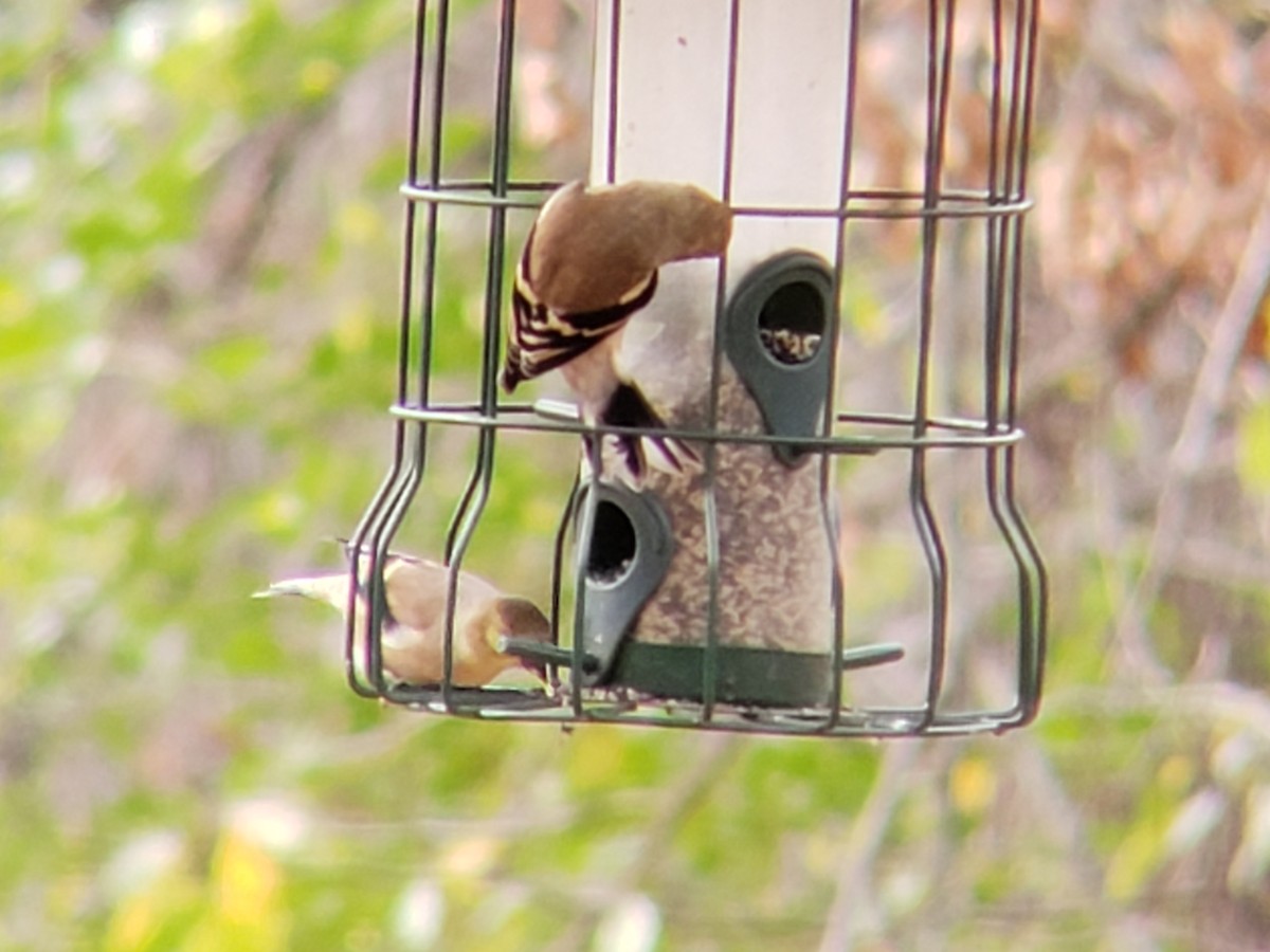 Чиж золотий - ML645924348