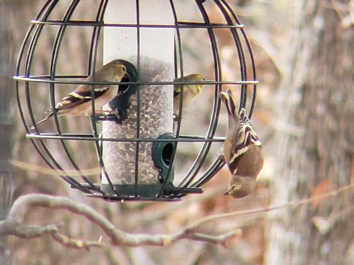 Чиж золотий - ML645924349