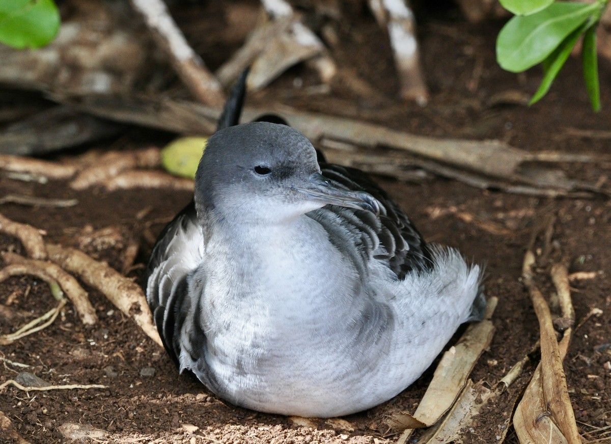 Буревісник клинохвостий - ML645924350