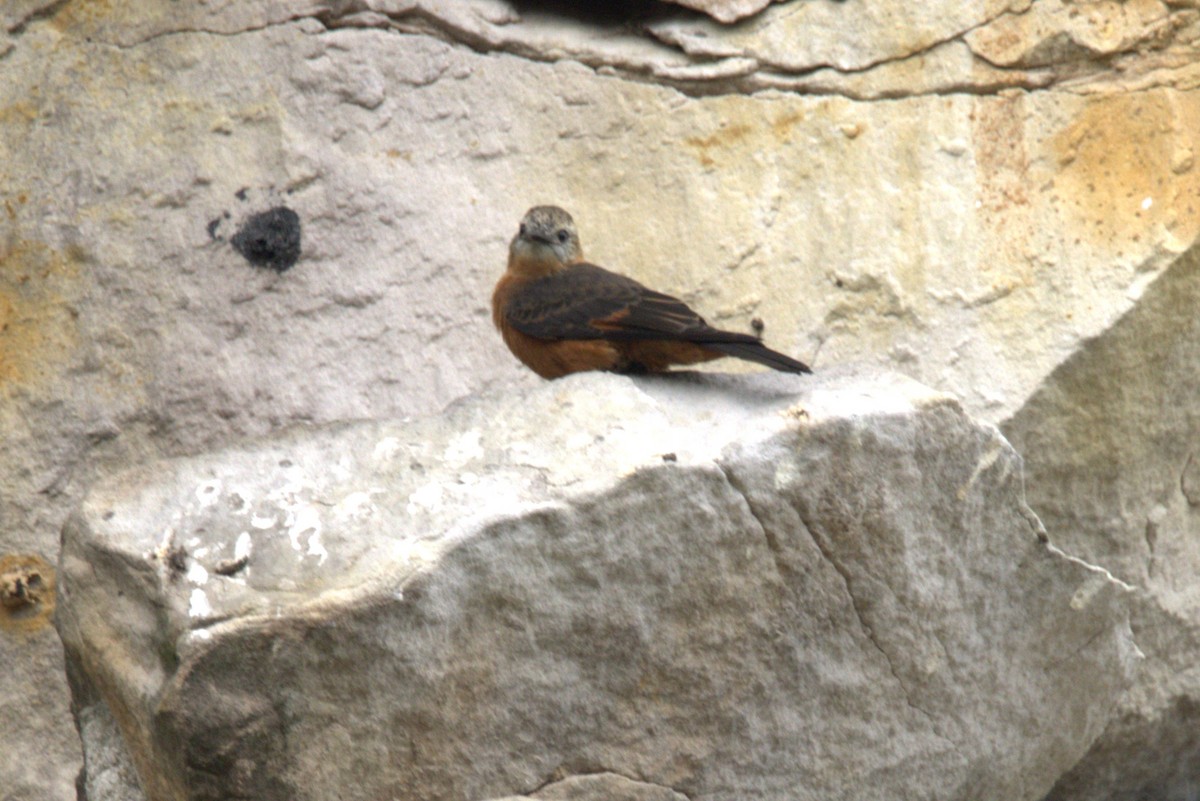 Cliff Flycatcher - ML645924354