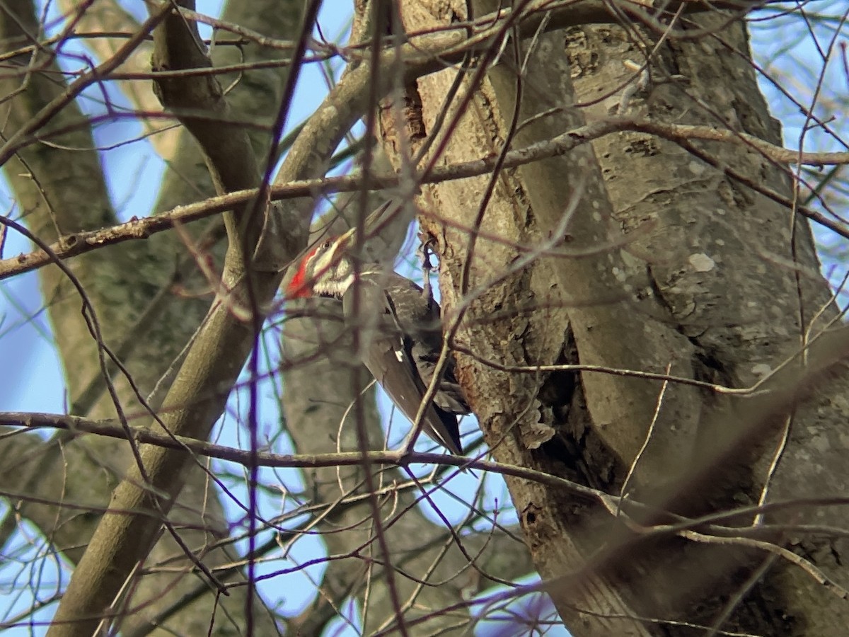 Pileated Woodpecker - ML645924355