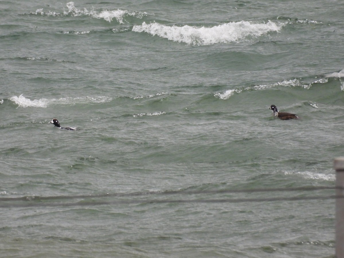 Harlequin Duck - ML645924358