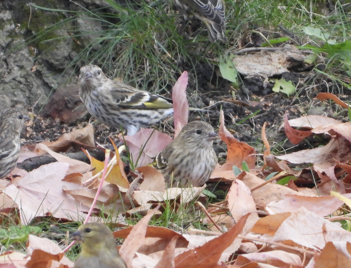 Pine Siskin - ML645924359