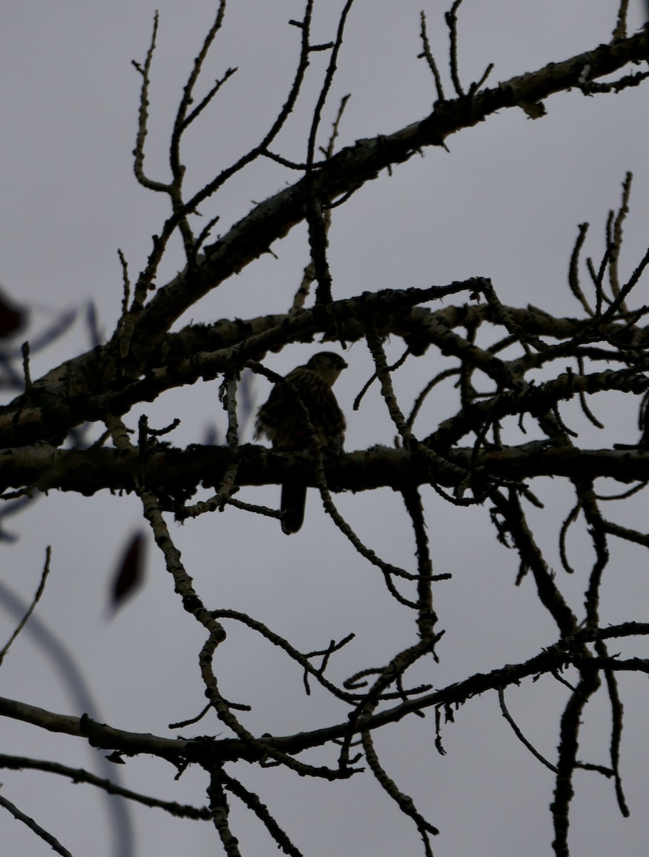 Merlin - ML645924373