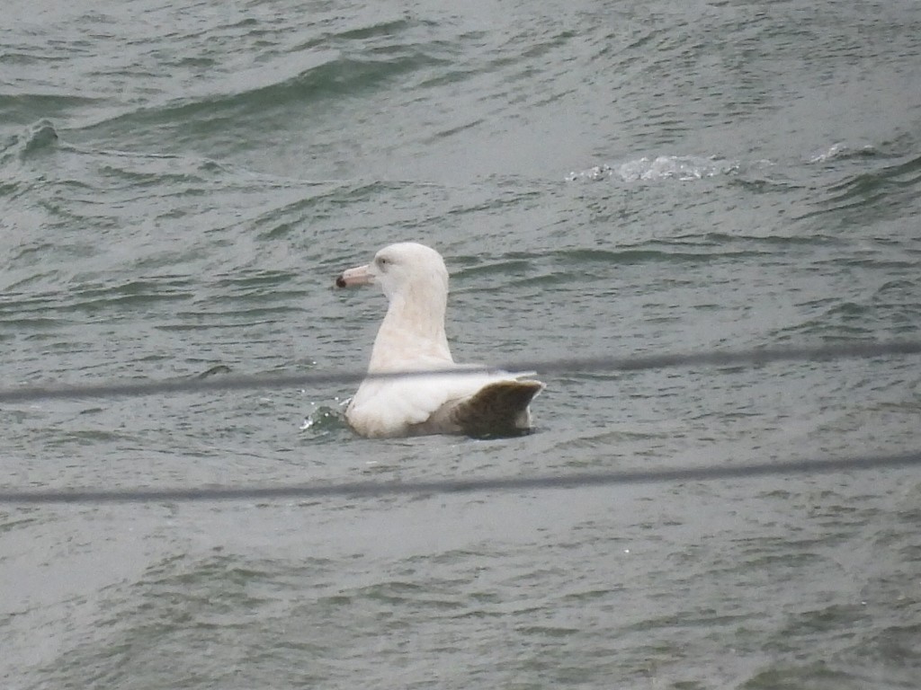 Gavión Hiperbóreo - ML645924376