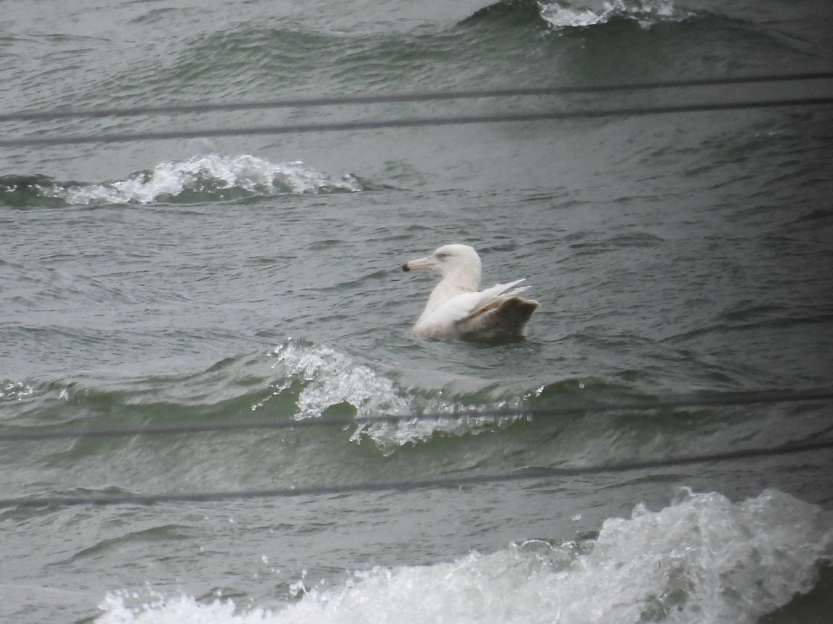 Gavión Hiperbóreo - ML645924377