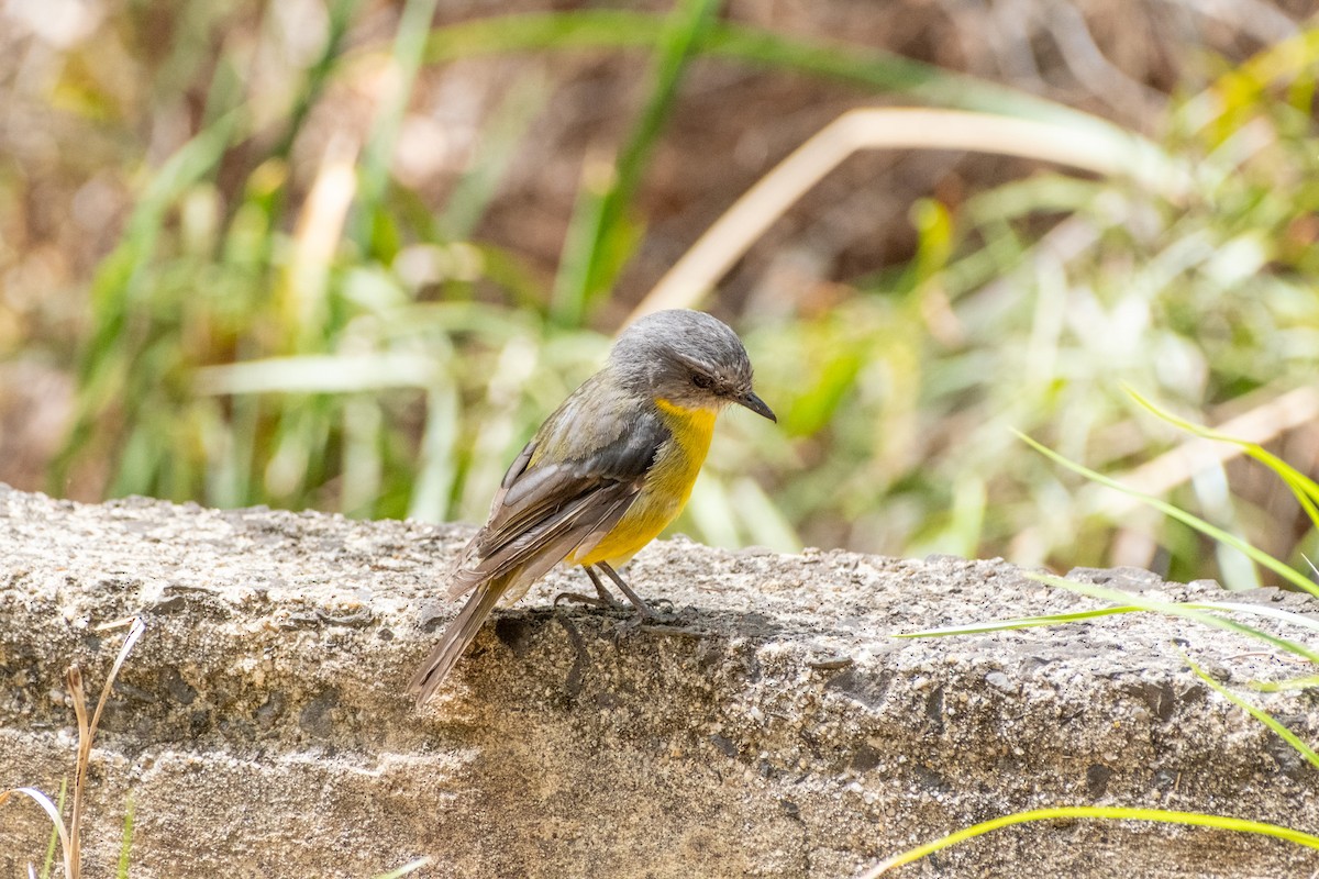 gulbrystflueskvett - ML645924382