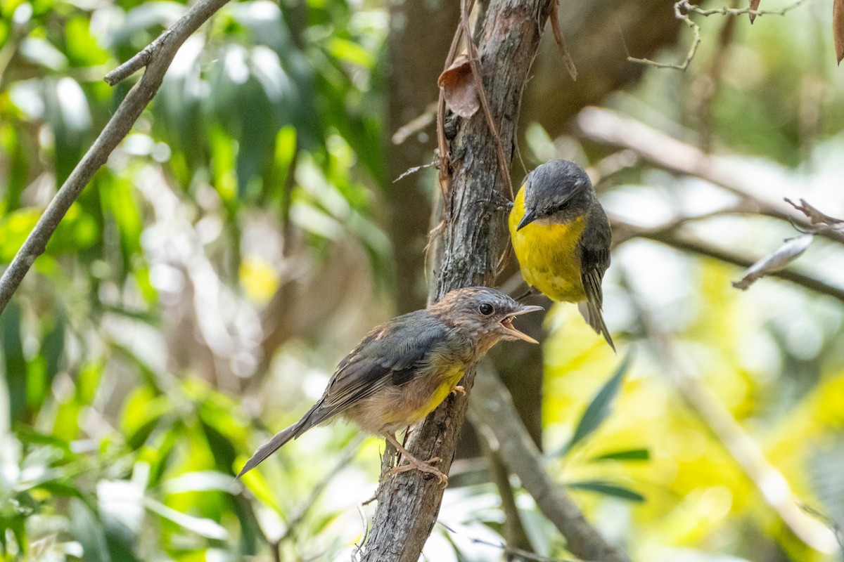 gulbrystflueskvett - ML645924383