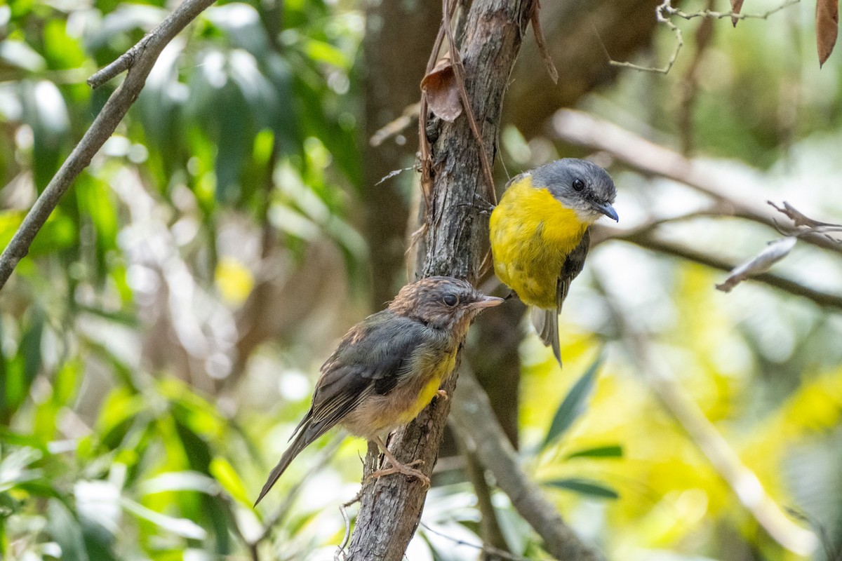 gulbrystflueskvett - ML645924385