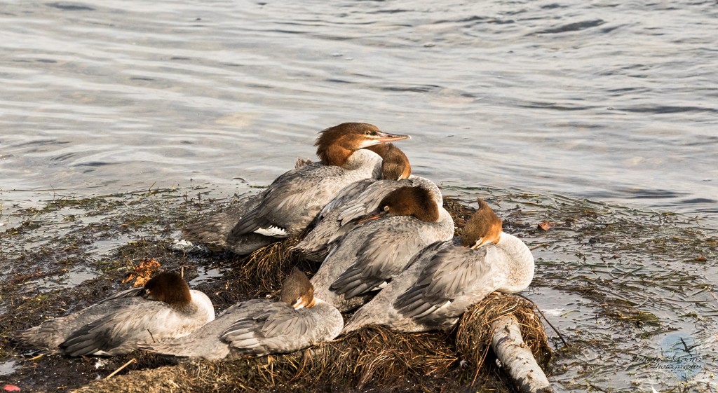 Common Merganser - ML645924386