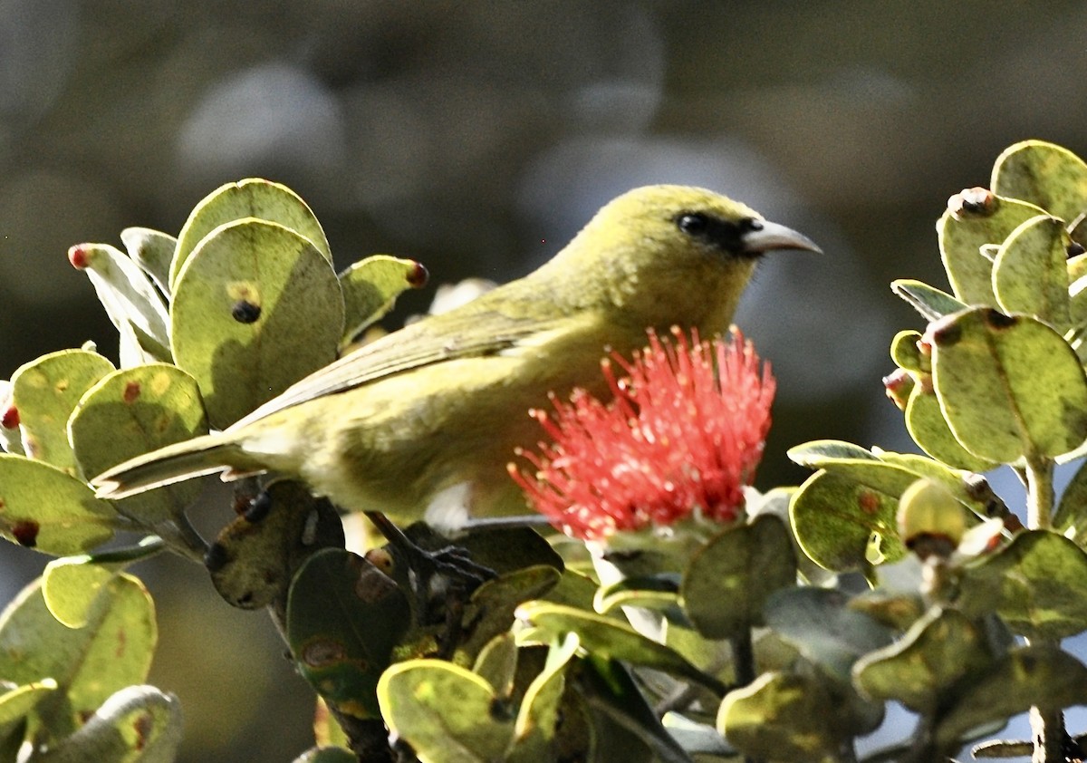 Hawaii Amakihi - ML645924387