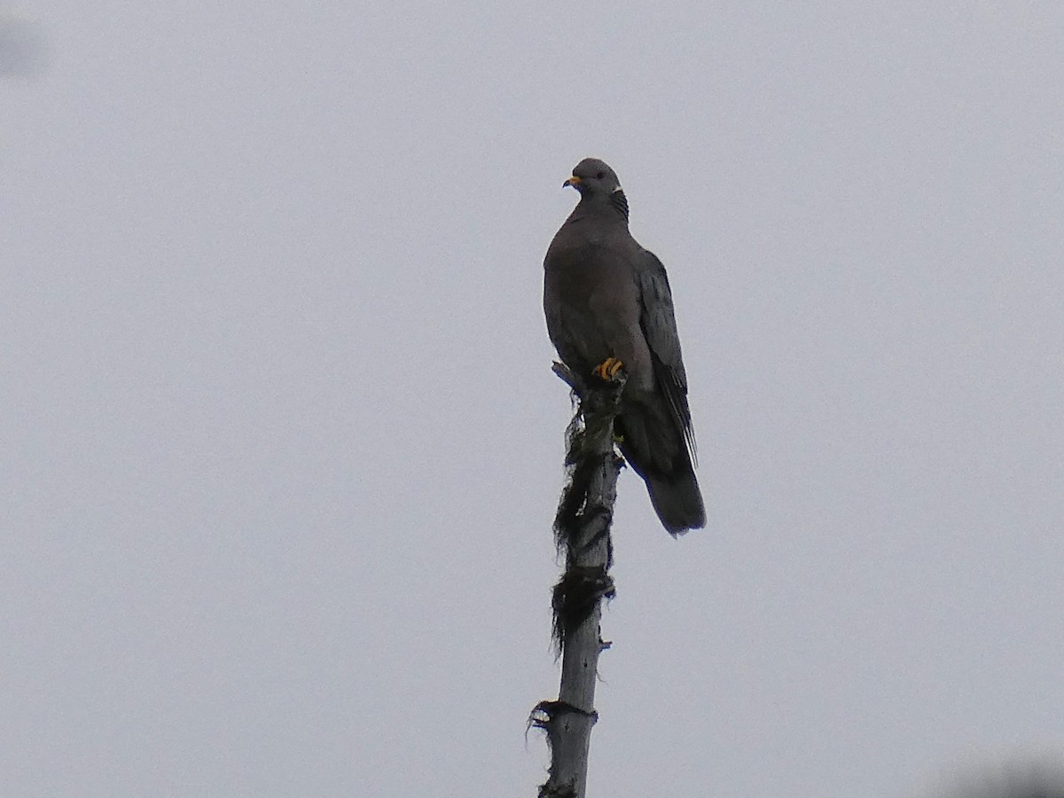 Band-tailed Pigeon - ML645924394