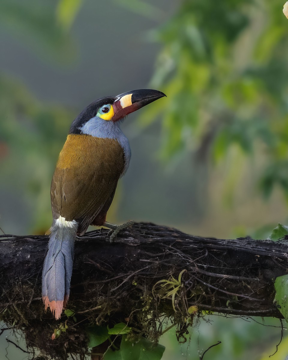 Plate-billed Mountain-Toucan - ML645924399