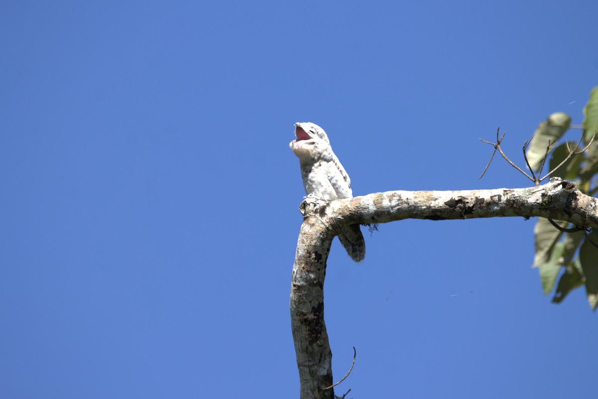 Great Potoo - ML645924401