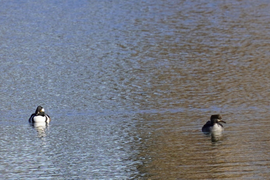 Hooded Merganser - ML645924402