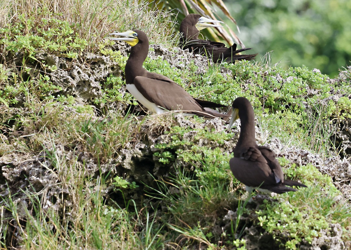 Brown Booby - ML645924403