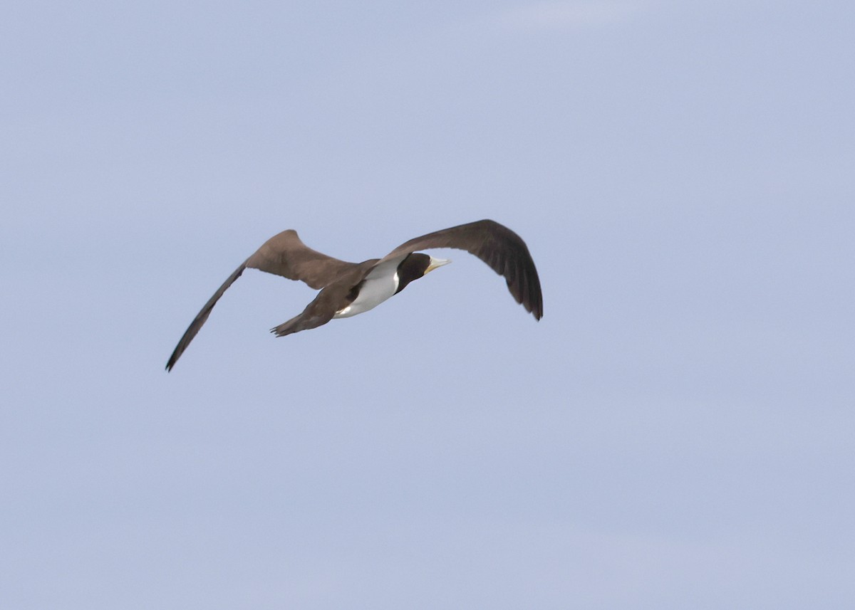 Brown Booby - ML645924410