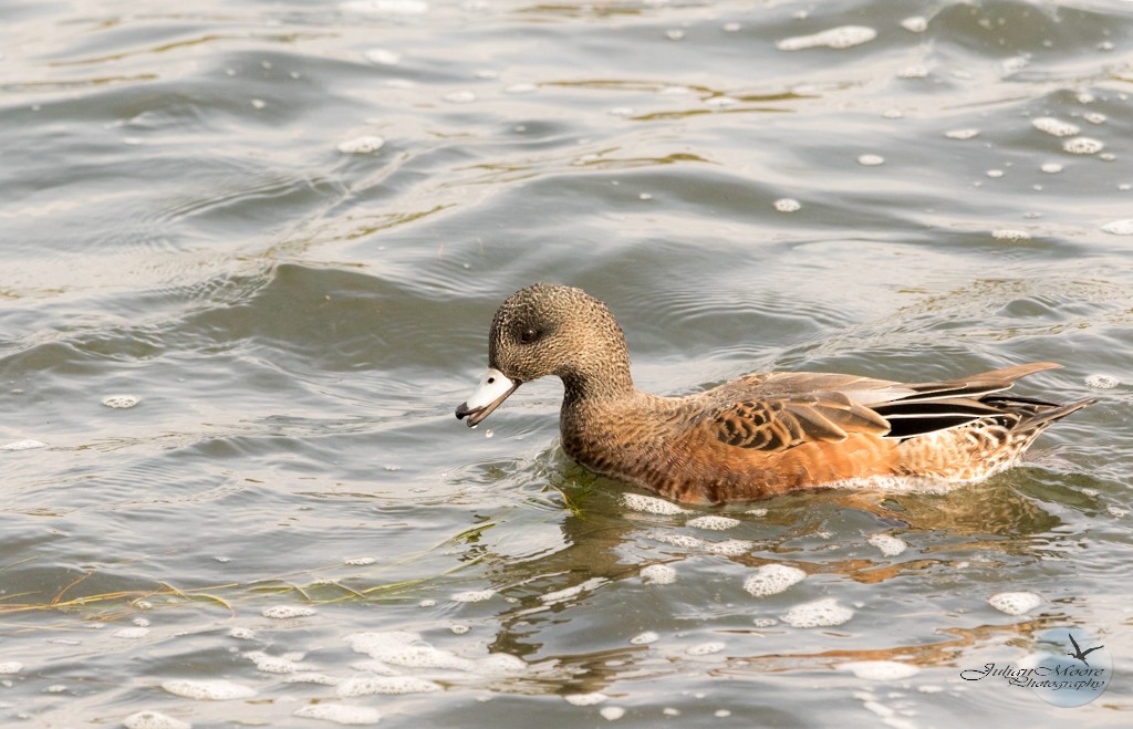American Wigeon - ML645924411