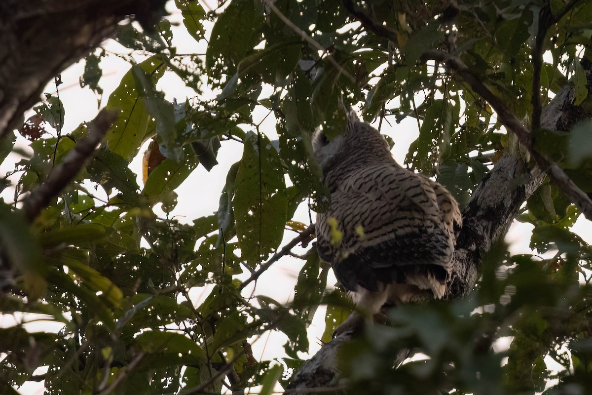 Spot-bellied Eagle-Owl - ML645924412