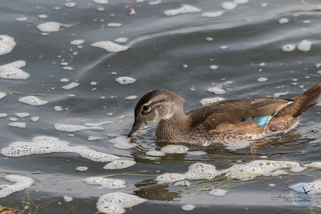 Wood Duck - ML645924415