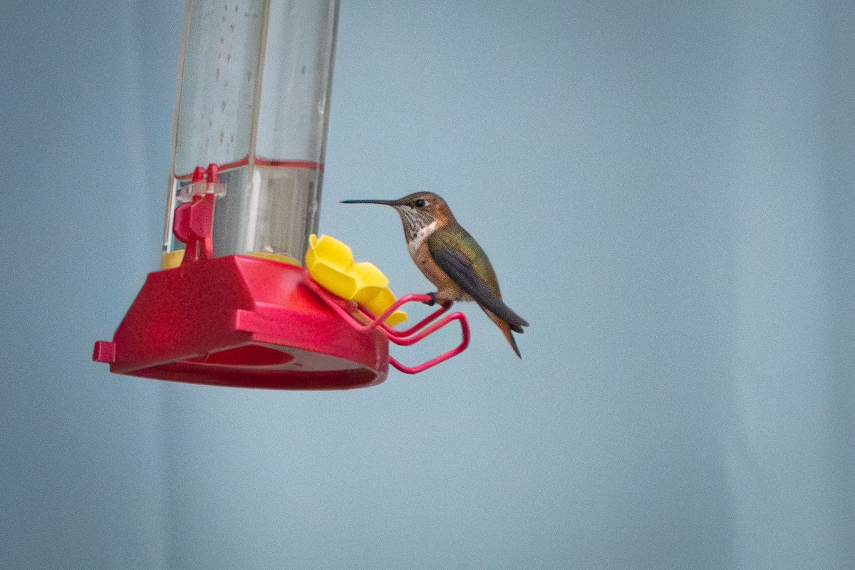 Rufous Hummingbird - ML645924416