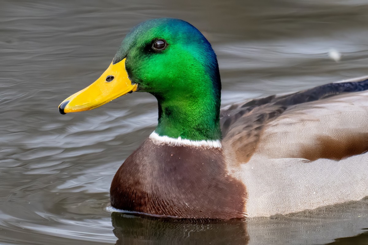 Mallard - ML645924418