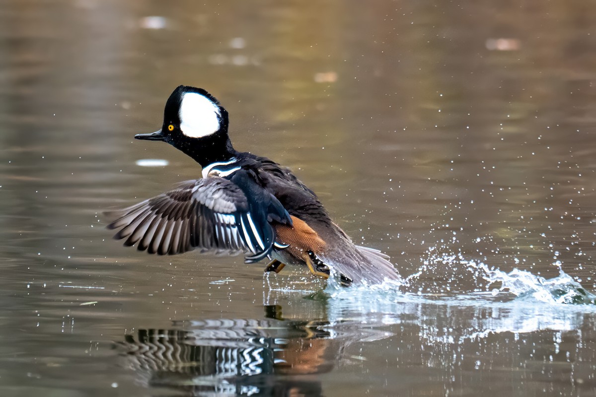 Hooded Merganser - ML645924426