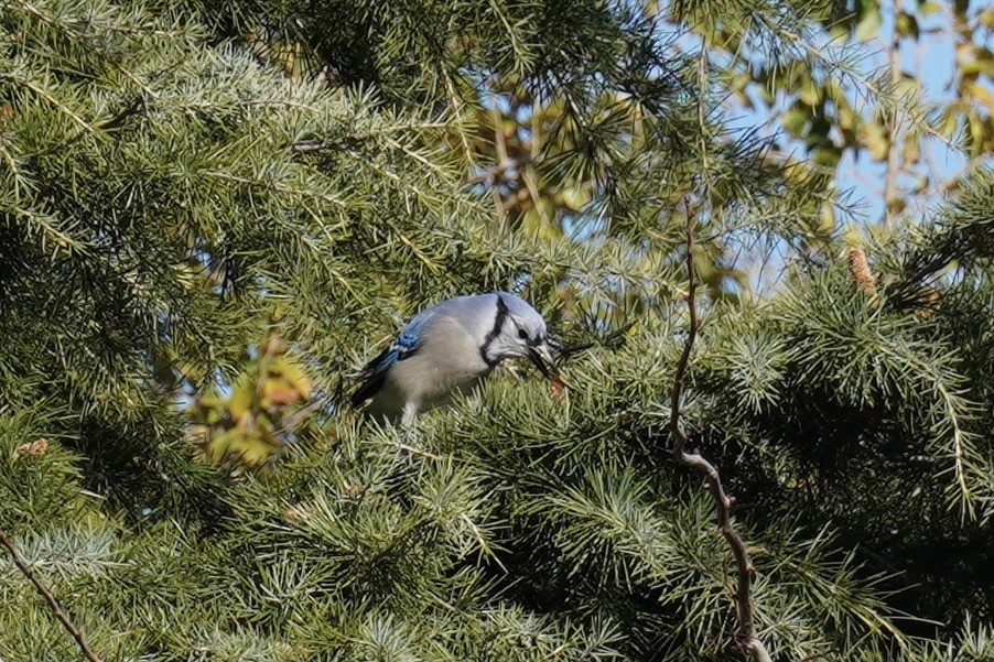 Blue Jay - ML645924429