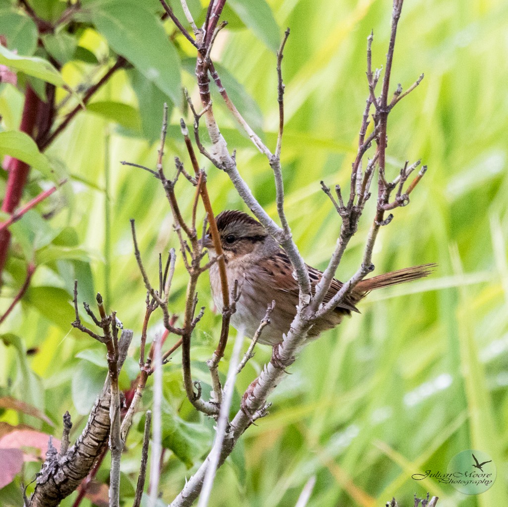 Swamp Sparrow - ML645924430