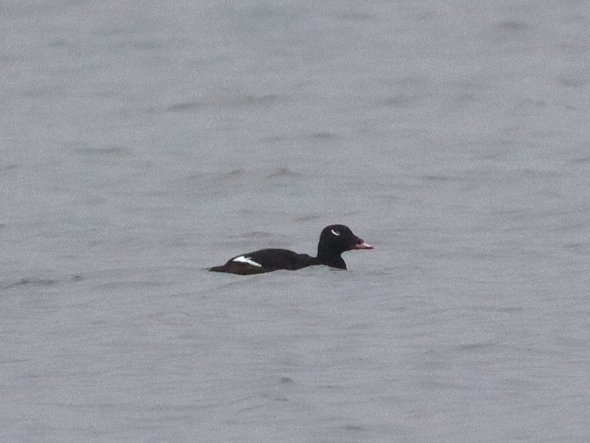 White-winged Scoter - ML645924432