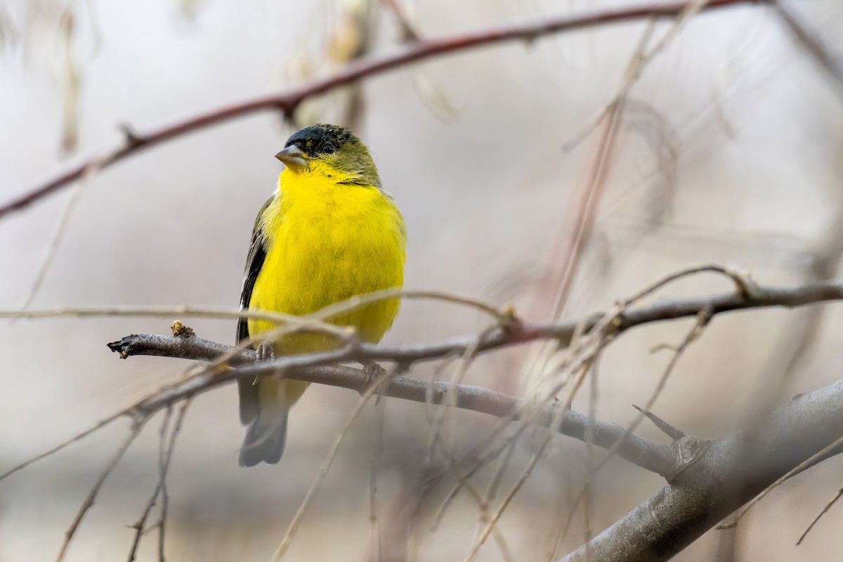 Lesser Goldfinch - ML645924434