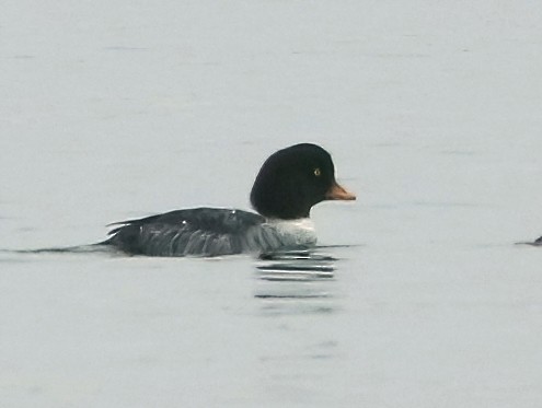 Barrow's Goldeneye - ML645924438