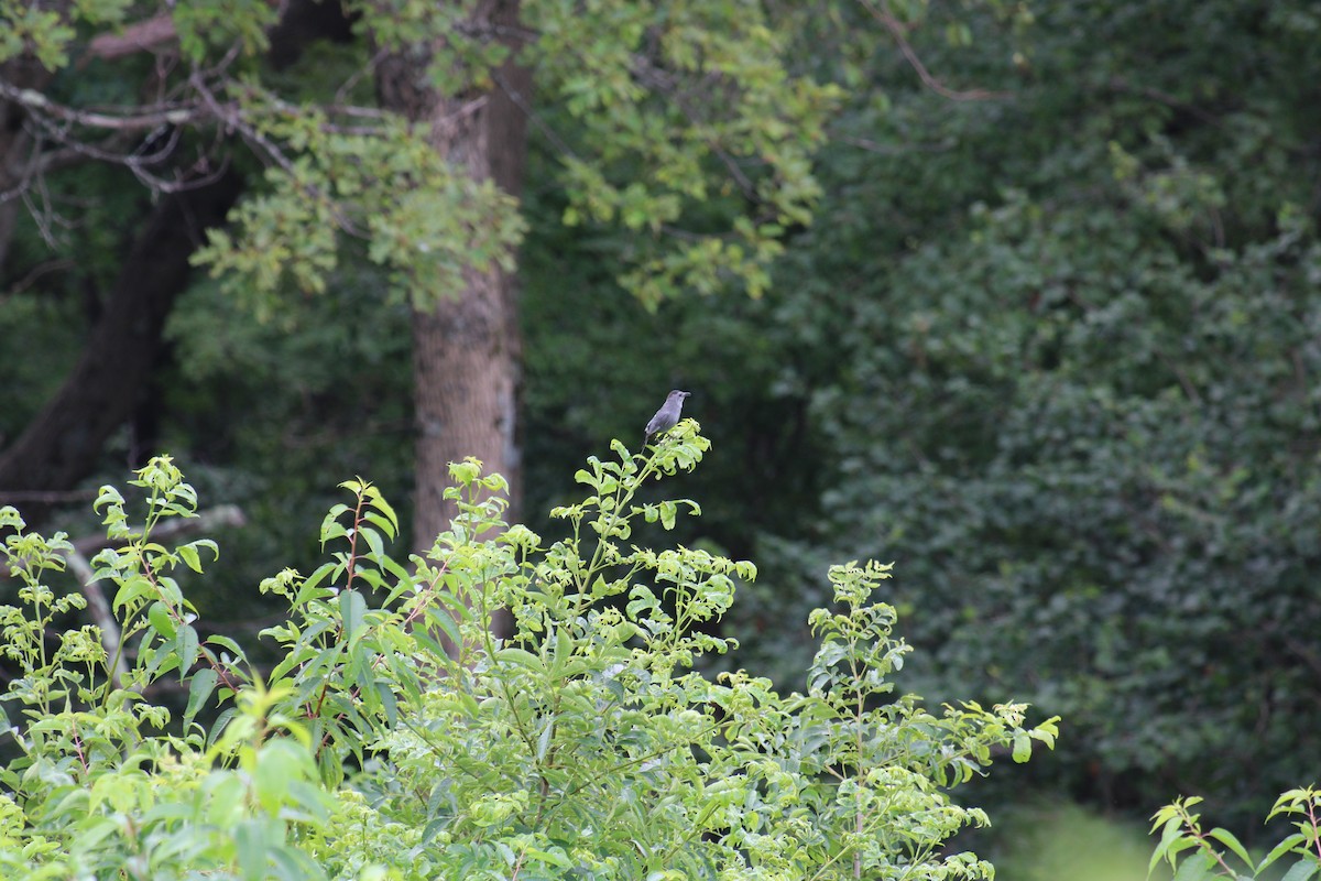 Miaulari grisa - ML645924439