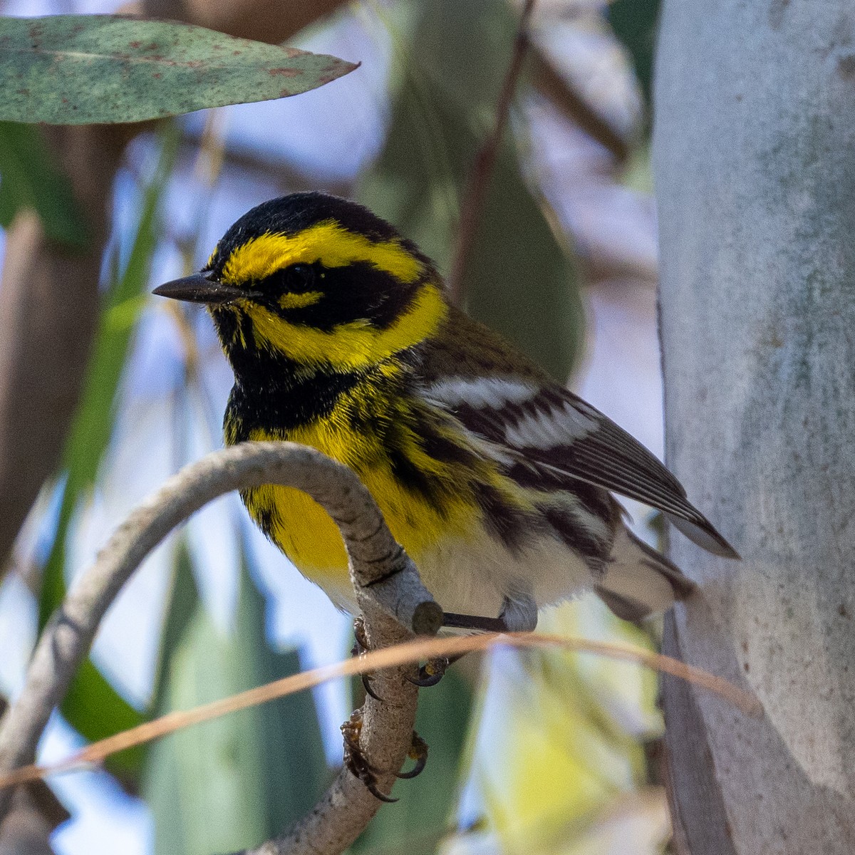 Townsend's Warbler - ML645924442
