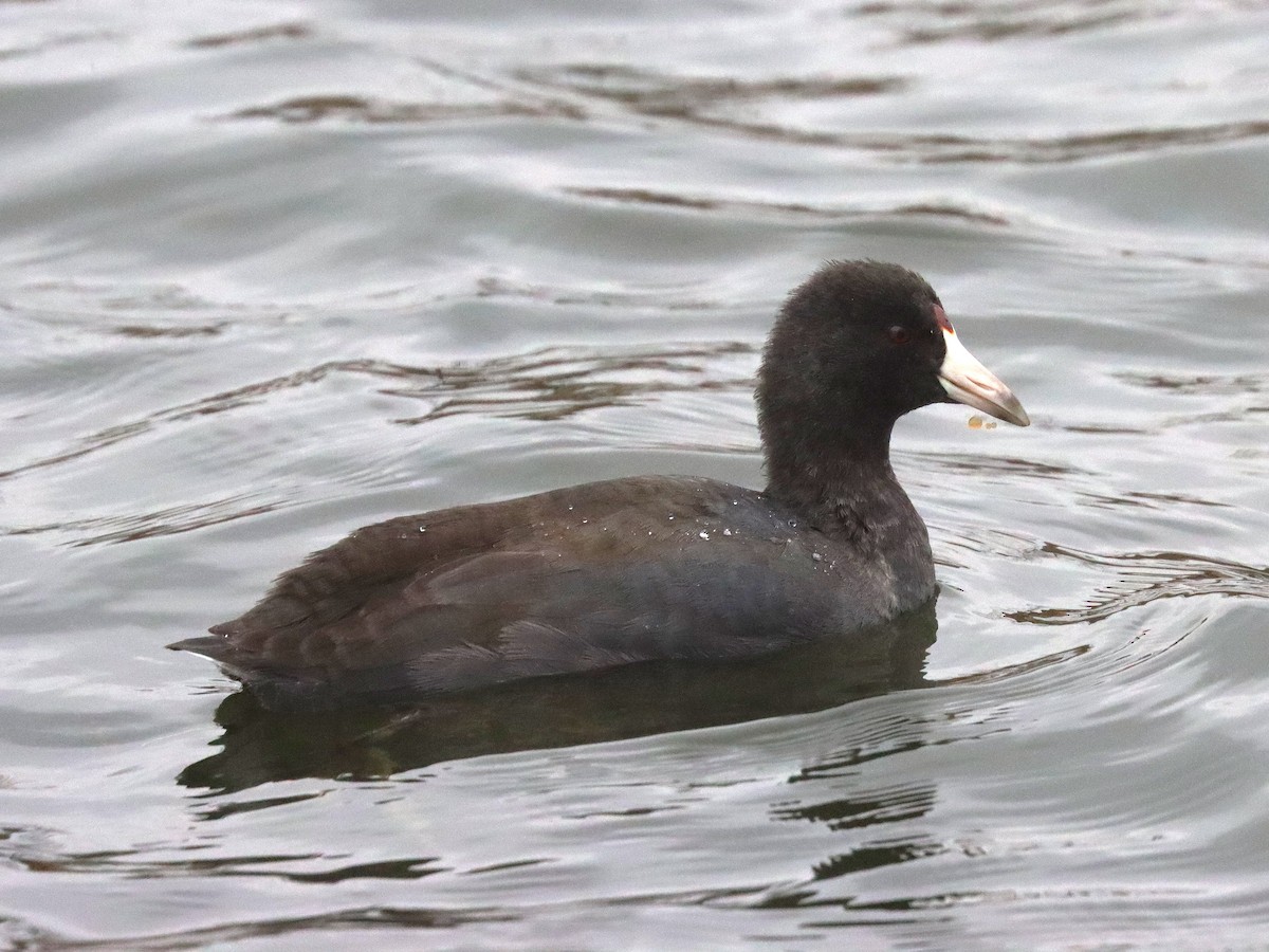 American Coot - ML645924443