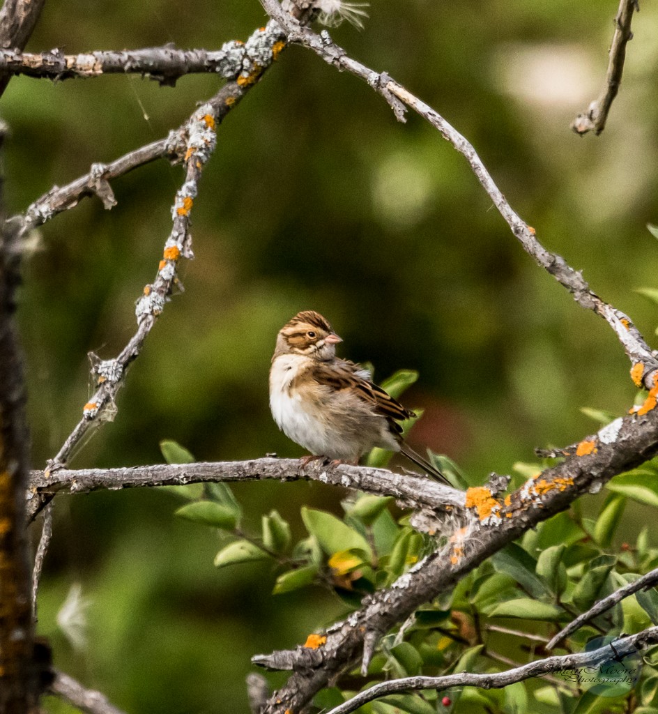 Clay-colored Sparrow - ML645924445