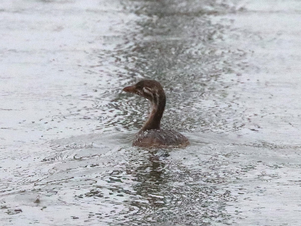 Pied-billed Grebe - ML645924456