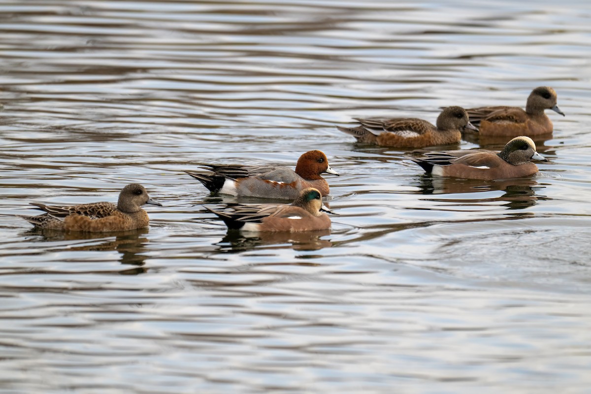 Eurasian Wigeon - ML645924458