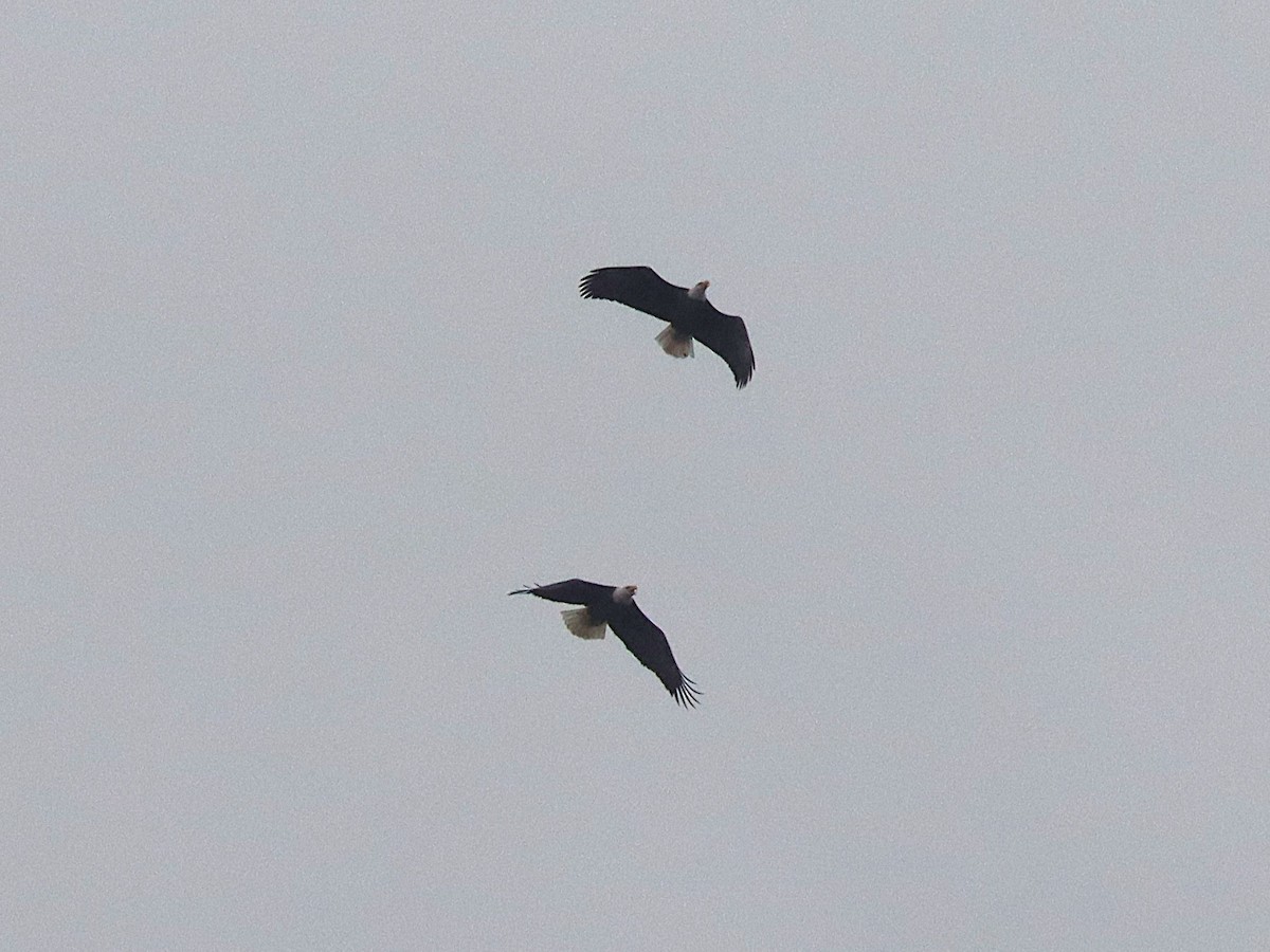 Bald Eagle - ML645924465