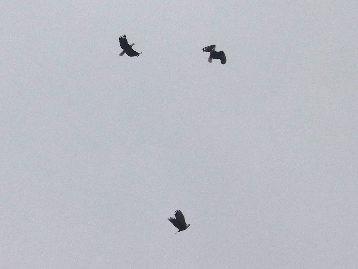 Bald Eagle - ML645924466