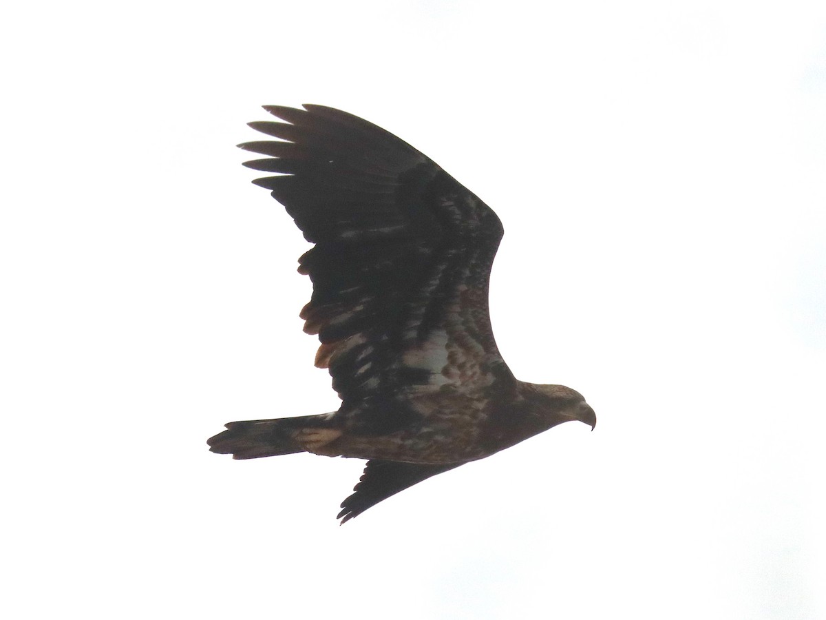 Bald Eagle - ML645924469