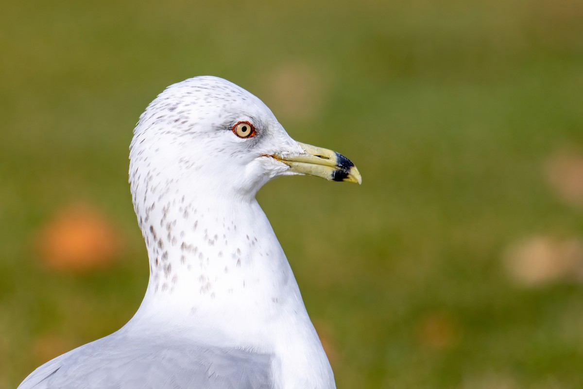 Ring-billed Gull - ML645924471