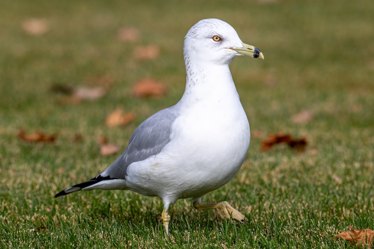 Ring-billed Gull - ML645924472