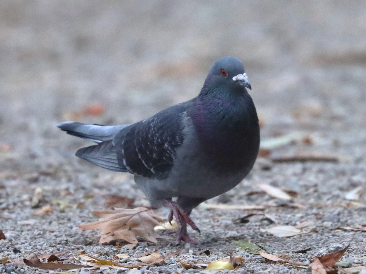 Rock Pigeon (Feral Pigeon) - ML645924478
