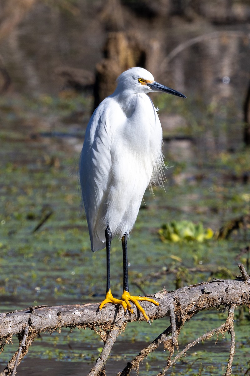 Snowy Egret - ML645924487