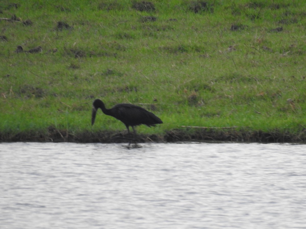 African Openbill - ML645924488