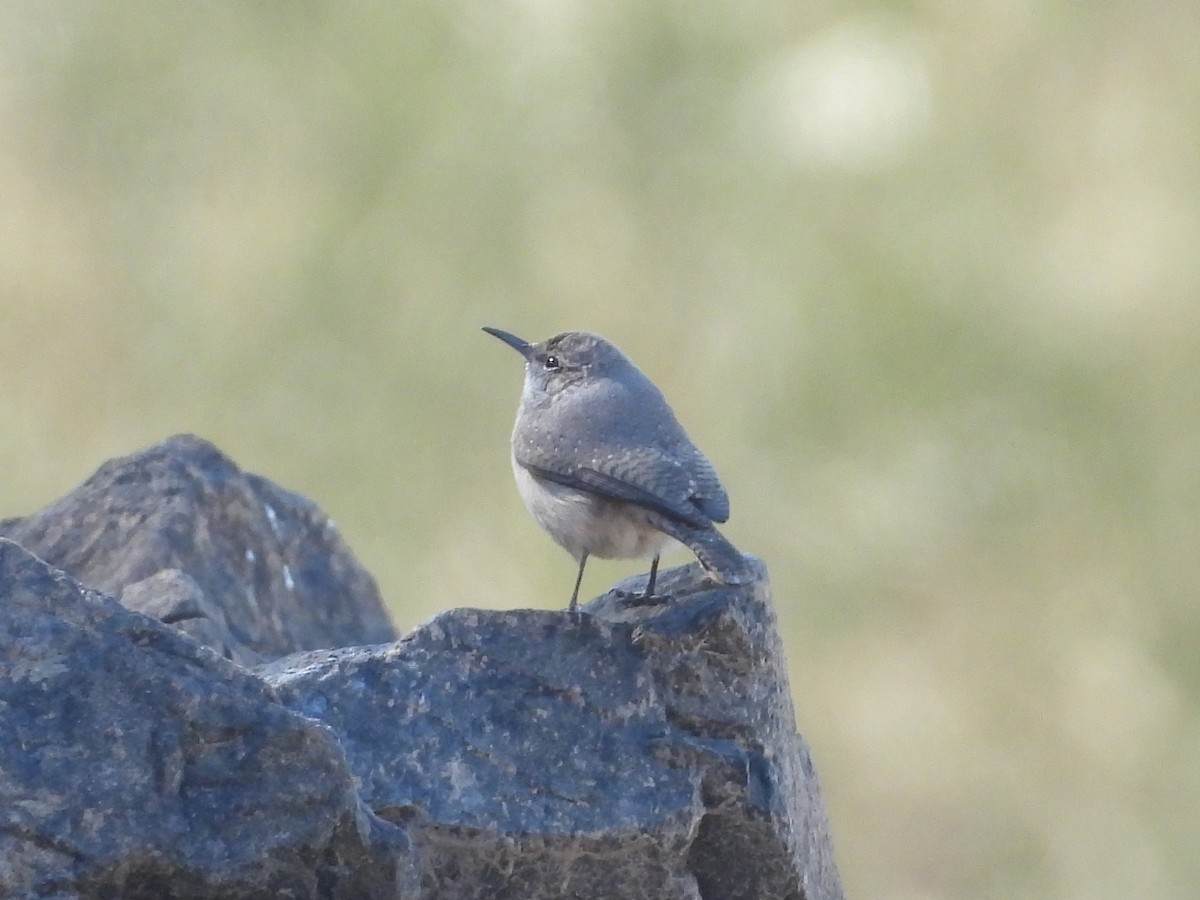 Rock Wren - ML645924511