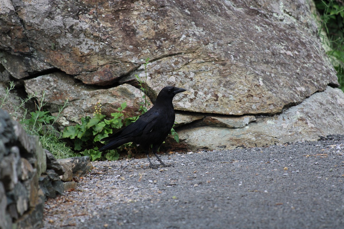 Kolkrabe - ML645924515