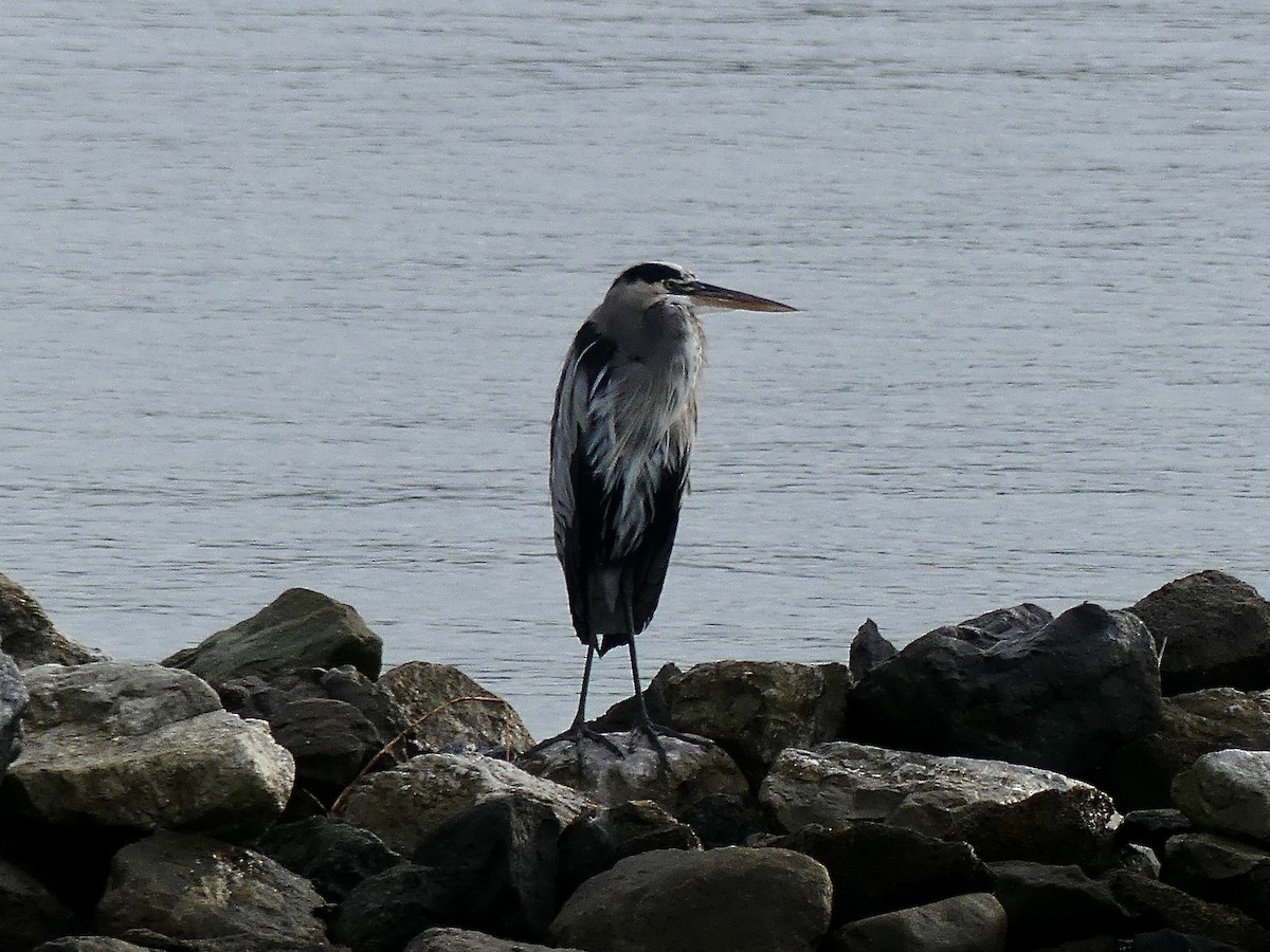 Great Blue Heron (Great Blue) - ML645924519