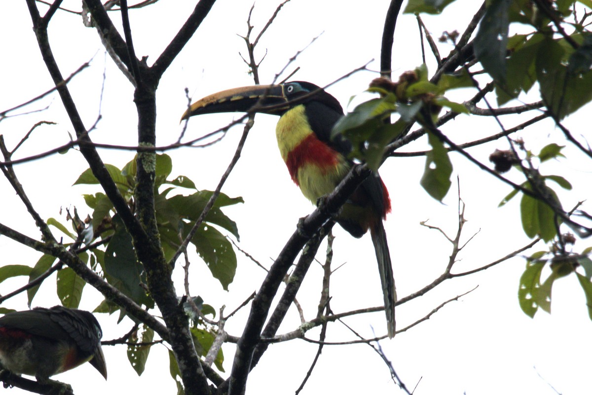 arassari hnědouchý - ML645924523